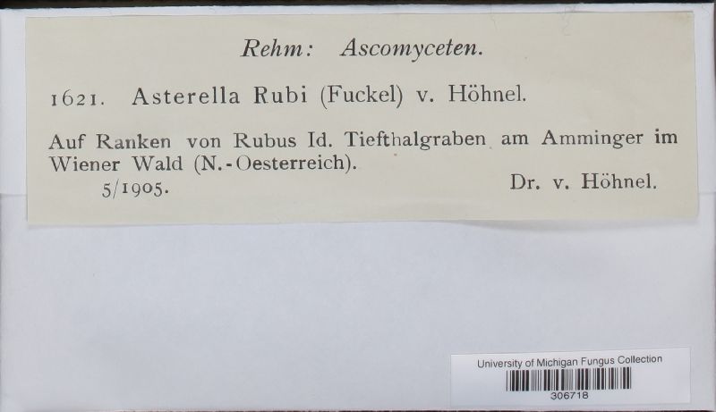 Asterella rubi image