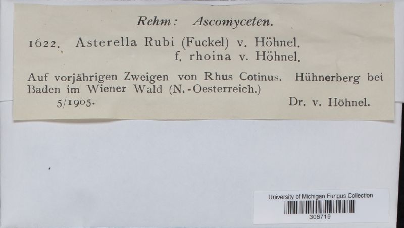Asterella rubi f. rhoina image
