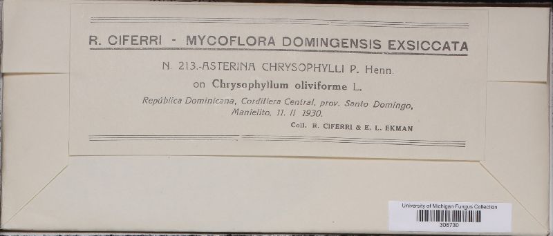 Asterina chrysophylli image