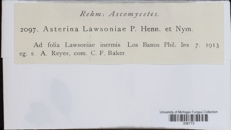 Asterina lawsoniae image