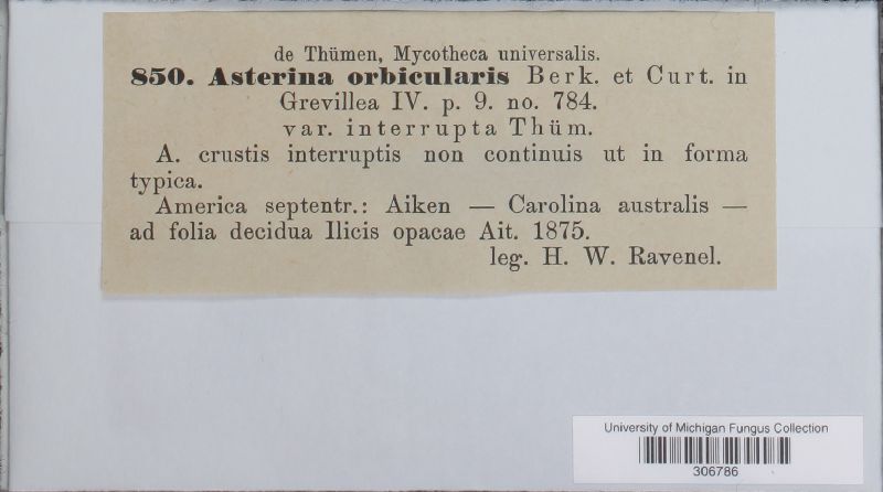 Asterina orbicularis var. interrupta image