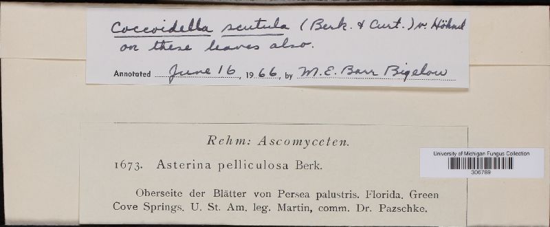 Asterina pelliculosa image