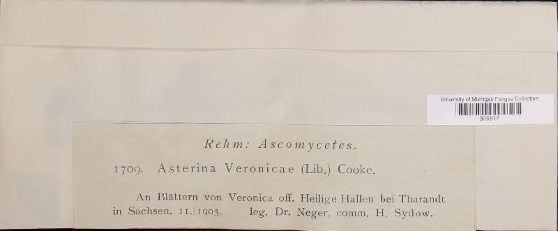 Asterina veronicae image
