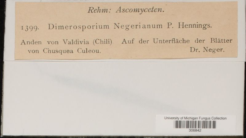 Dimerosporium negerianum image