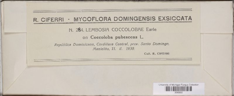 Lembosia coccolobae image