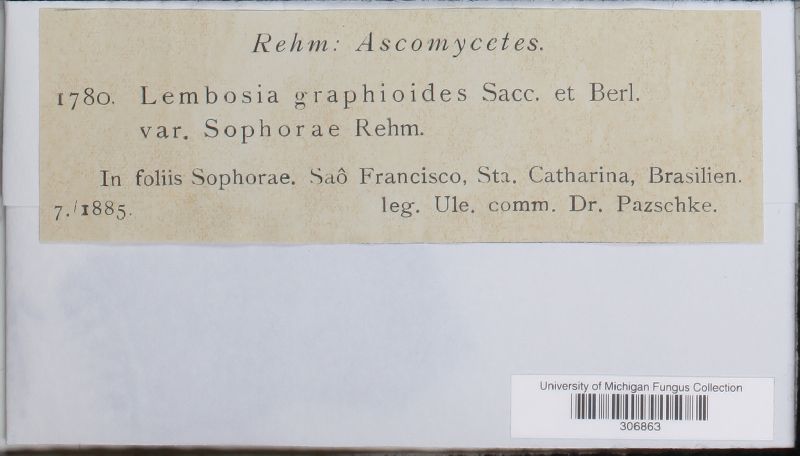 Lembosia graphoides var. sophorae image