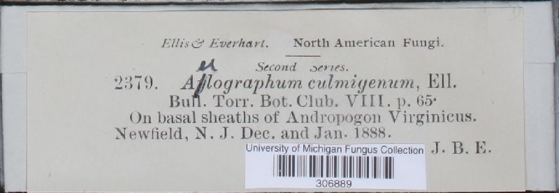 Aulographum culmigenum image