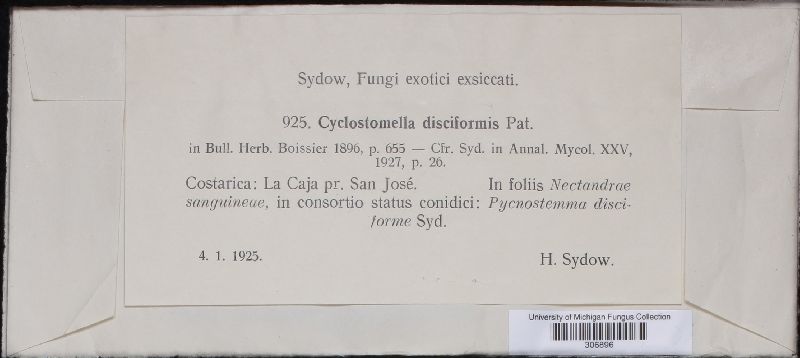 Cyclostomella disciformis image