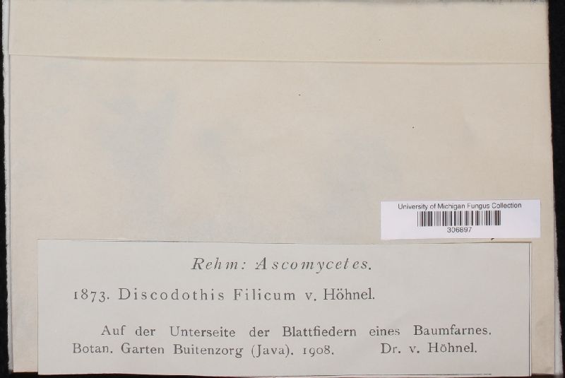 Discodothis filicum image