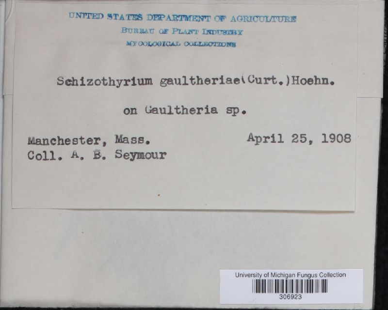 Schizothyrium gaultheriae image