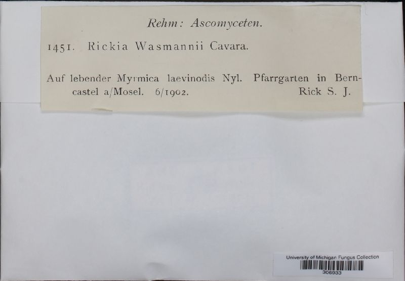 Rickia wasmannii image