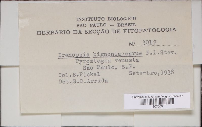 Irenopsis bignoniacearum image