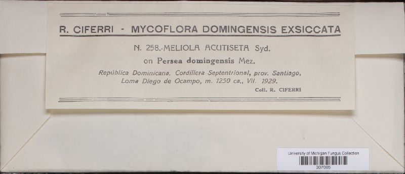 Meliola acutiseta image