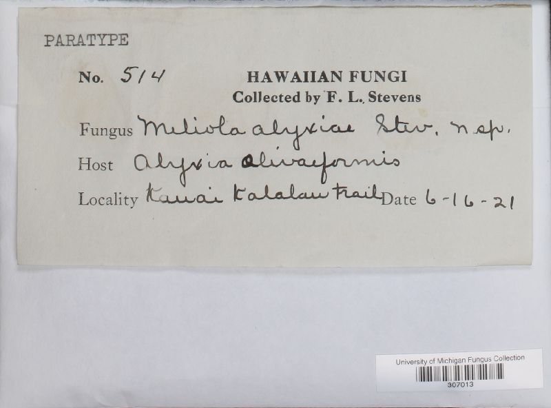 Meliola alyxiae image