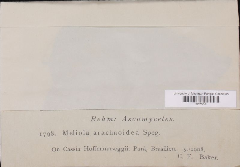 Asteridiella arachnoidea image