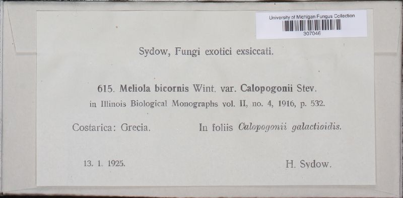 Meliola bicornis var. calopogonii image