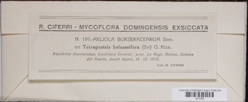 Meliola burseracearum image