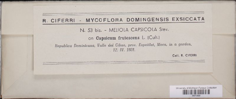 Meliola capsicola image