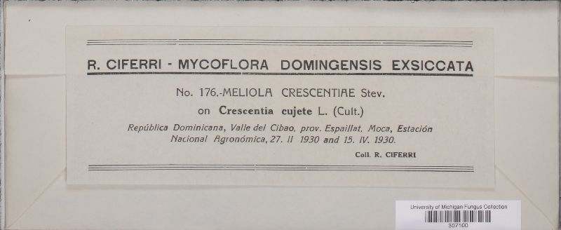 Meliola crescentiae image