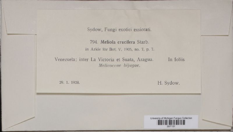 Meliola crucifera image