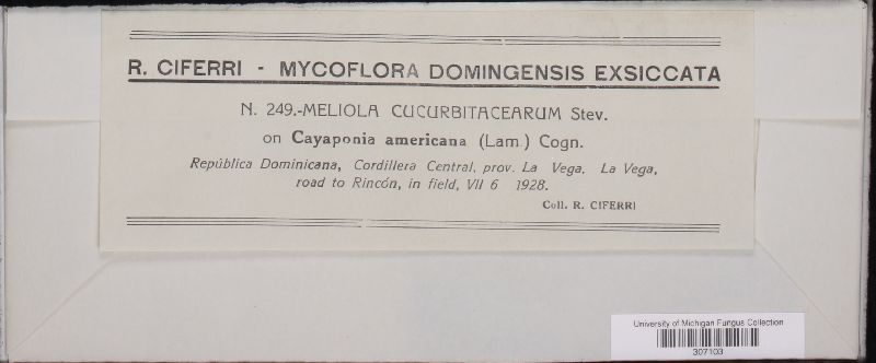 Meliola cucurbitacearum image