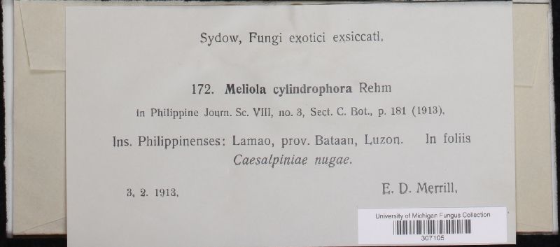 Meliola cylindrophora image