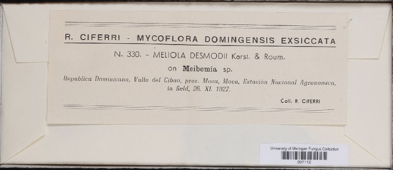 Meliola desmodii image