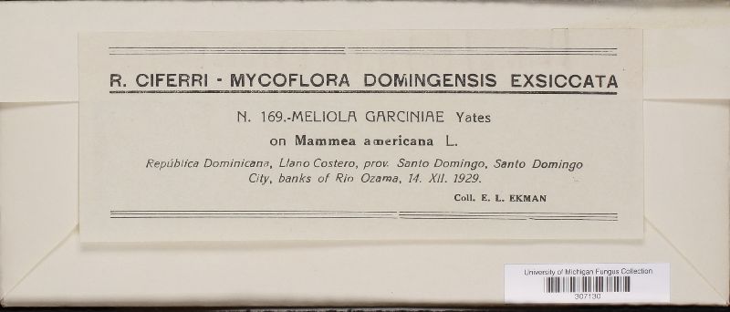 Meliola garciniae image