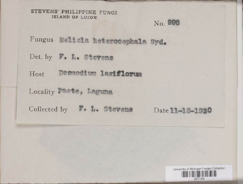 Meliola heterocephala image