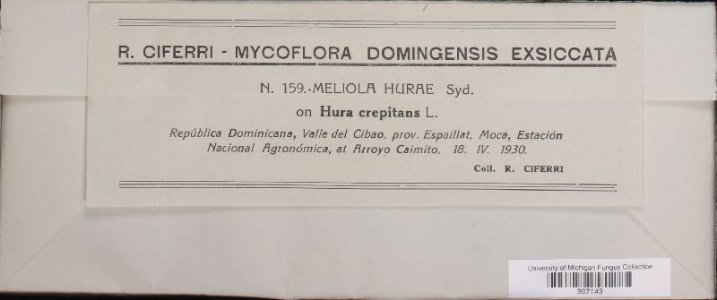 Meliola hurae image