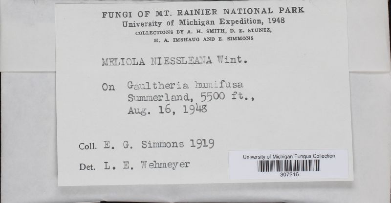 Meliola niessleana image