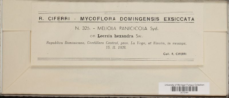 Meliola panicicola image