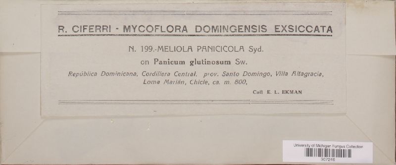 Meliola panicicola image