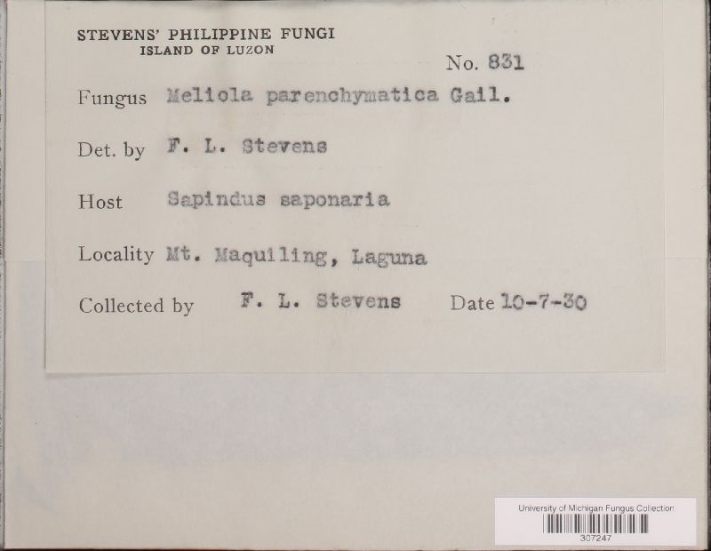 Meliola parenchymatica image