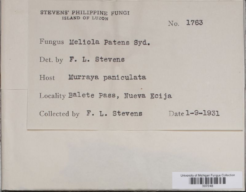 Meliola patens image