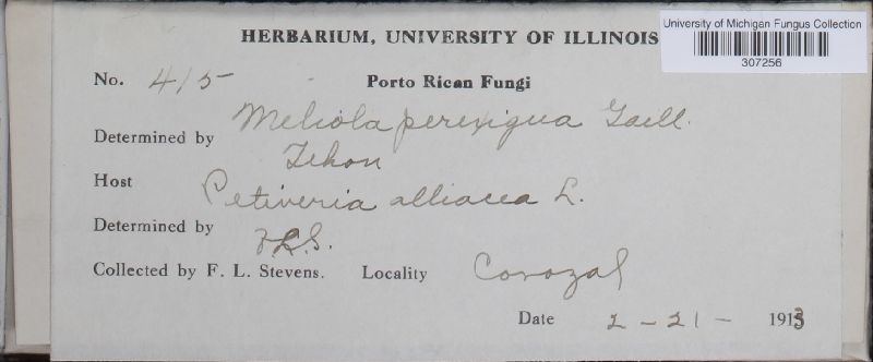 Meliola perexigua image