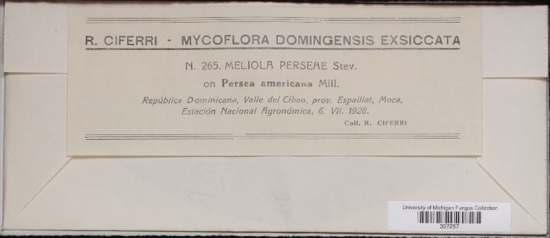 Meliola perseae image