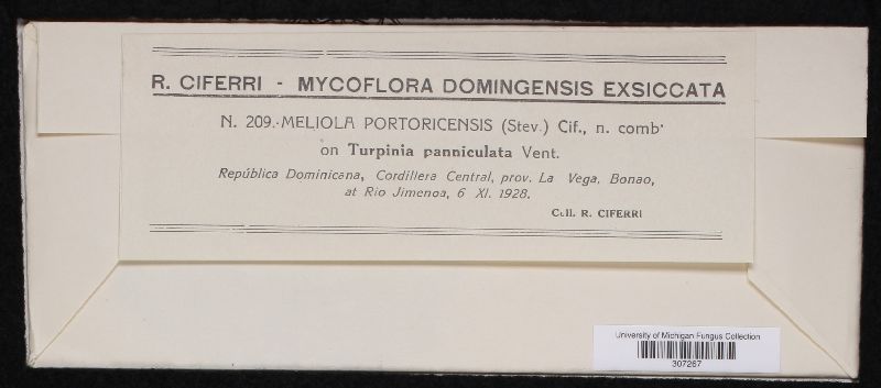 Meliola portoricensis image