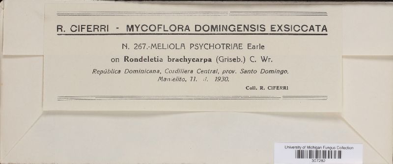 Meliola psychotriae image