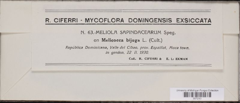 Meliola sapindacearum image