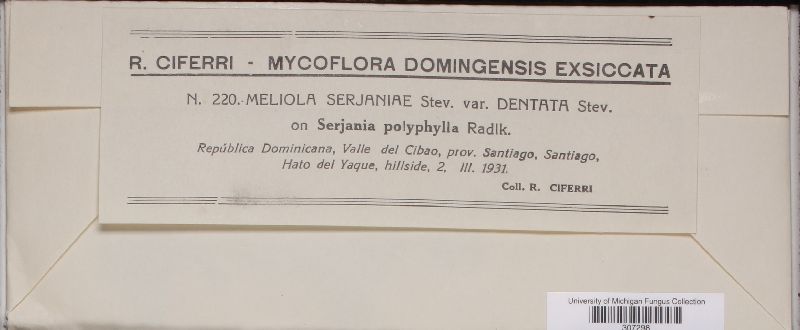 Meliola serjaniae var. dentata image