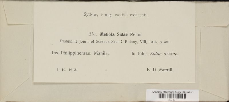 Meliola sidae image