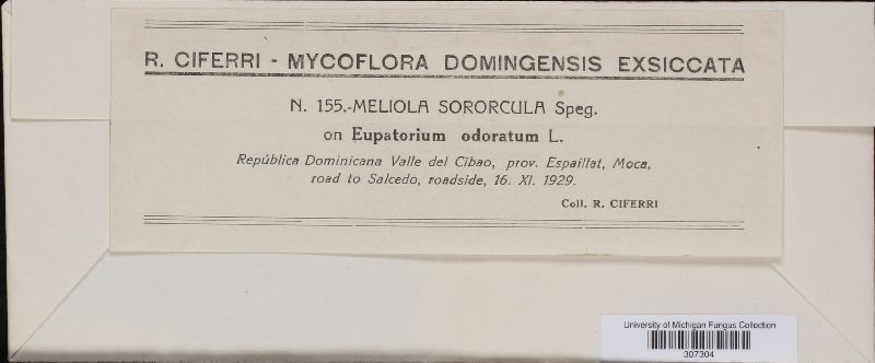 Meliola sororcula image