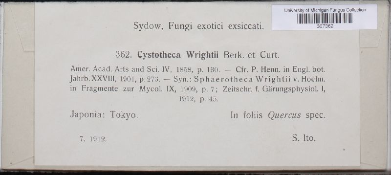 Cystotheca wrightii image