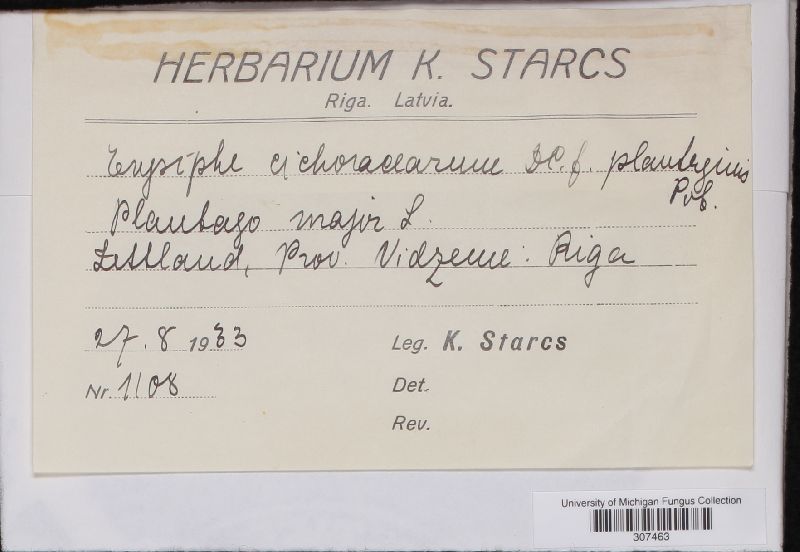 Erysiphe cichoracearum var. plantaginis image