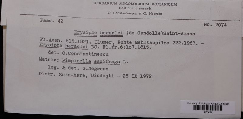 Erysiphe heraclei image