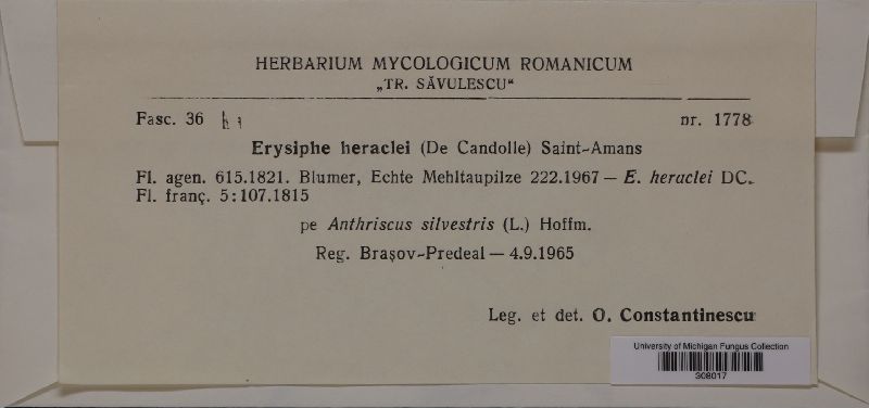 Erysiphe heraclei image
