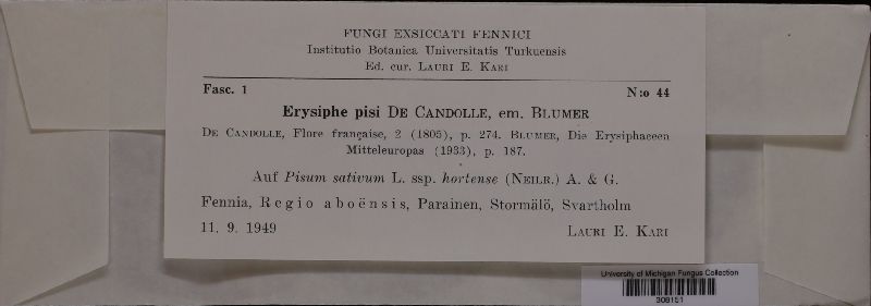 Erysiphe pisi var. pisi image
