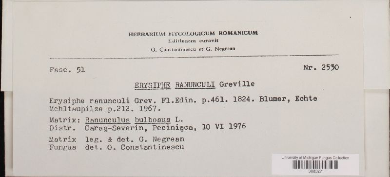 Erysiphe ranunculi image