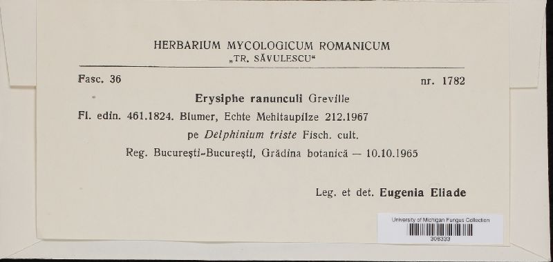Erysiphe ranunculi image